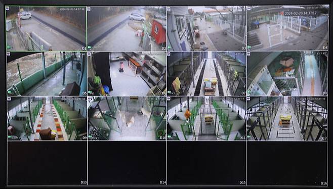 보호센터 사무실에 견사 곳곳을 확인할 수 있는 감시카메라 화면이 보이고 있다.