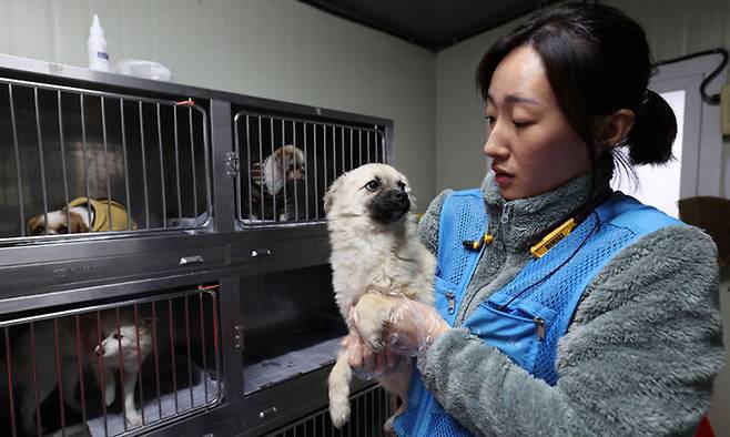 지예슬 팀장이 집중관리실에서 한 유기견을 안고 있다. 사람의 손길이 필요한 유기견이라고 한다.