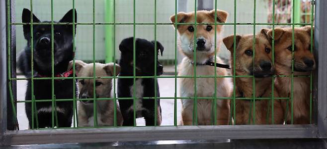 보호 중인 유기견들이 철장 너머로 견사 청소를 하고 있는 지예슬 팀장을 바라보고 있다.