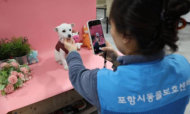 염희선 팀장이 스튜디오에 유기견을 앉혀놓고 시선을 유도하며 입양 공고 사진을 촬영하고 있다.