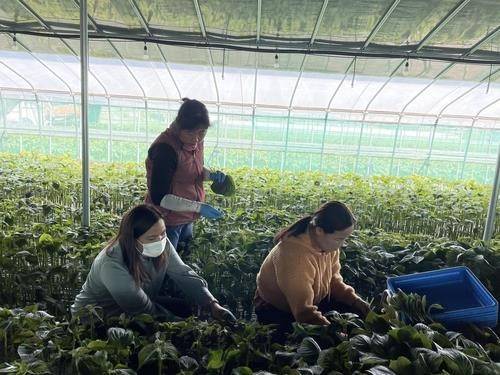 깻잎 수확하는 외국인 계절근로자 [연합뉴스 자료사진]