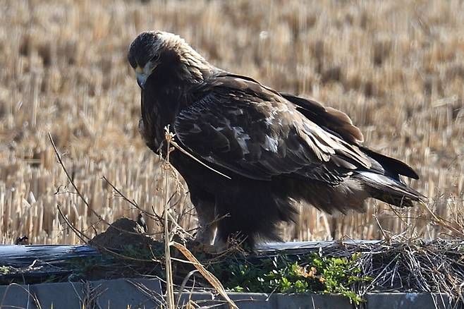 2016년 이 검독수리를 처음 만났다.