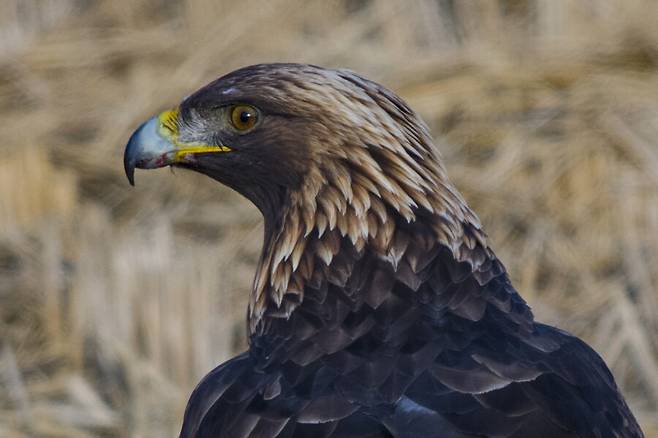 멸종위기 야생생물 1급 검독수리. 새 얼굴에도 표정이 있다. 2024년 촬영