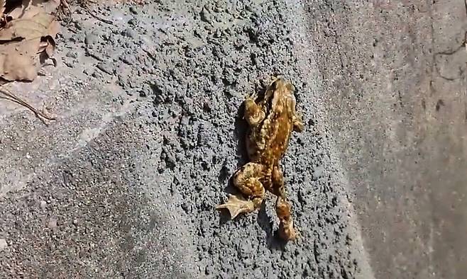 겨울잠에서 깬 두꺼비가 용수로에 설치된 개구리 사다리를 오르고 있다. 예산군 제공