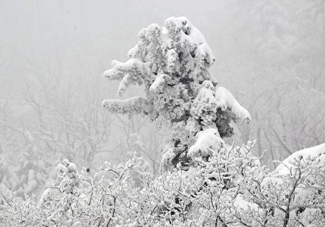 설악산 권금성 정상에서 본 소나무는 온통 눈으로 뒤덮여 흡사 괴물처럼 보였다.