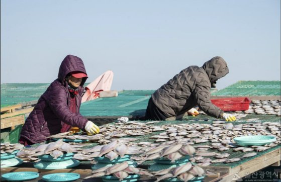 울산 용가자미 어획량이 급감했다. 사진 울산시