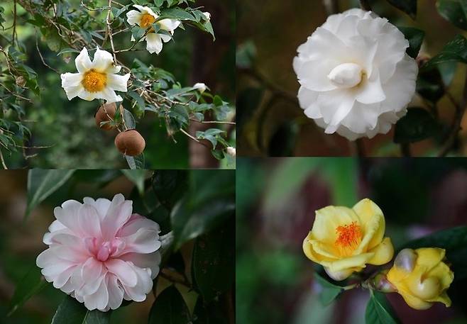 홍콩동식물공원 내 카멜리아 가든에서 볼 수 있는 동백꽃.  /사진= 홍콩동식물공원 공식 홈페이지