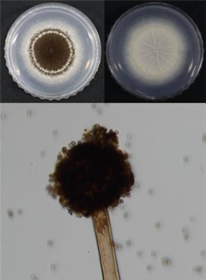 담수균류 '아스퍼질러스 튜빙엔시스' 균사체.