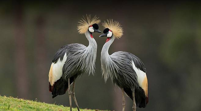 가장 화려한 모습의 두루미인 아프리카 원산 회색관두루미./San Diego Zoo