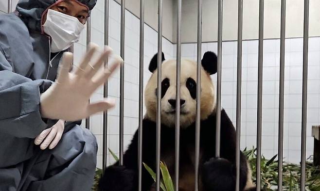 ‘송바오’ 송영관 사육사가 4월 초 중국 출국을 앞두고 검역 절차에 들어간 푸바오의 내실 생활을 5일 공개했다. 네이버 카페 갈무리