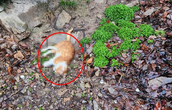고양이 급식소 근처에서 발견된 고양이 사체. 전길연 제공