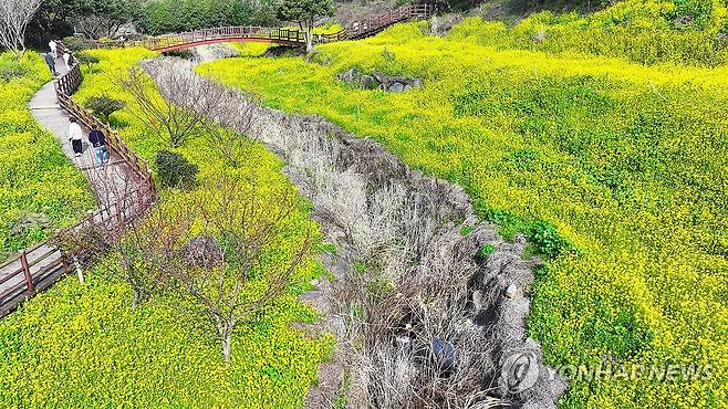 서귀포 엉덩물 계곡의 봄 (서귀포=연합뉴스) 박지호 기자 = 절기상 경칩을 하루 앞둔 4일 오전 제주 서귀포시 색달동 엉덩물 계곡을 찾은 관광객이 만개한 유채꽃길을 산책하고 있다. 2024.3.4 jihopark@yna.co.kr