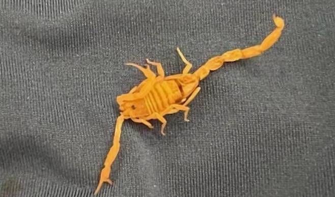 마이클 피치의 속옷 안에서 발견된 전갈. /8뉴스 나우 보도화면