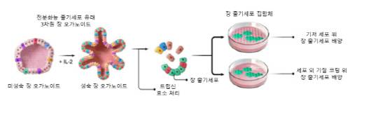한국생명공학연구원은 인간 장 오가노이드에서 장 줄기세포를 농축·배양할 수 있는 기술을 개발했다.
생명연 제공