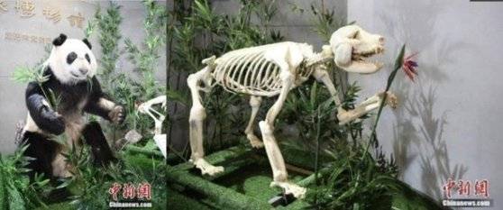 박제 후 전시된 푸바오의 외할머니 신니얼. 온라인 커뮤니티 캡처