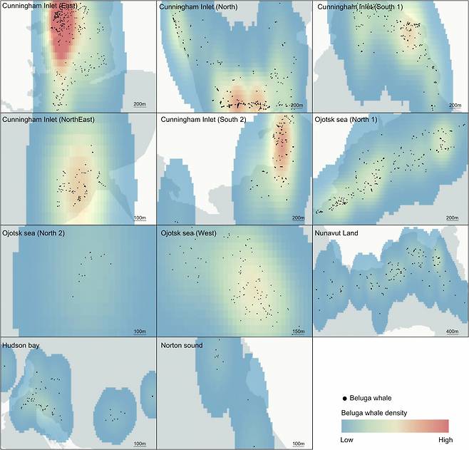 벨루가 고래 집단의 밀도 지도. 빨간색은 밀도가 높다는 것을 나타낸다 [해양과학 프론티어즈(Frontiers in Marine Sceince)]