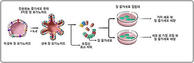 [대전=뉴시스] 3차원 장 오가노이드 유래 2차원 장 줄기세포 농축 배양 기술 모식도.(사진=생명연구원 제공) *재판매 및 DB 금지