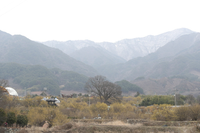 지리산 만복대에 아직 쌓여 있는 눈과 만개한 상관마을의 산수유 꽃 군락이 계절의 변화를 보여 준다.