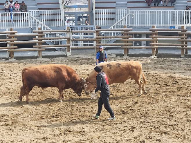 ‘진주 소 힘겨루기 경기’ 장면 (사진=진주시청)