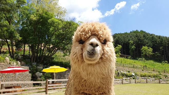 강원도 홍천 알파카월드에서는 알파카와 산책과 먹이주기 체험 등을 할 수 있다. (사진=알파카월드)
