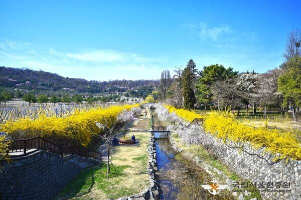 출처: 국립서울현충원 (서울 개나리꽃 명소)