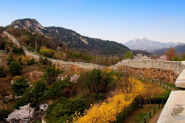 출처: 게티이미지뱅크 (서울 개나리꽃 명소)