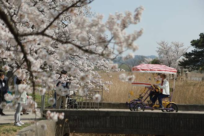 강릉 경포호 둘레길에 핀 벚꽃을 감상하며 가족용 자전거를 타고 있는 시민들. 한국관광공사 제공