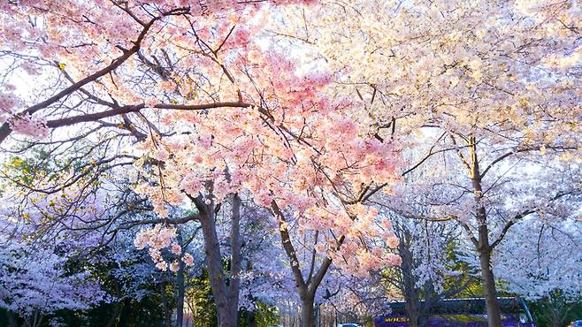 벚나무 / 사진=pexels