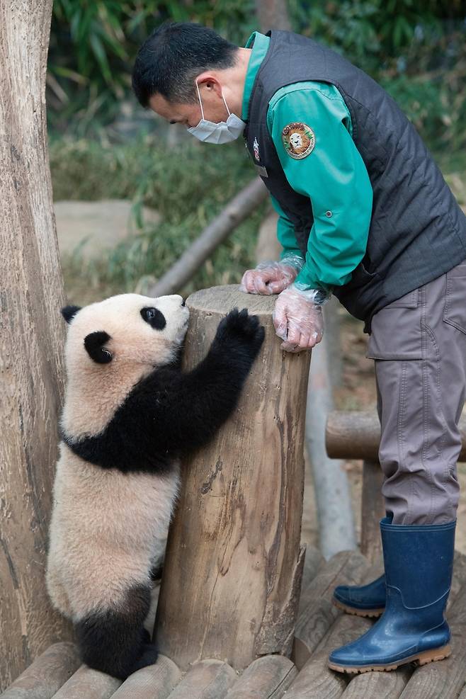 강철원 사육사와 푸바오 [시공사 제공. ⓒ에버랜드. 재판매 및 DB금지]