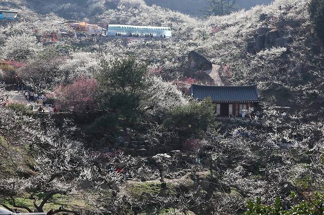 전남 광양 다압면 도사리 매화마을에서 열리고 있는 매화축제를 찾은 시민들이 10일 오후 세상을 온통 하얗게 물들인 매화나무 사이를 걸으며 봄기운을 만끽하고 있다. 김정효 기자