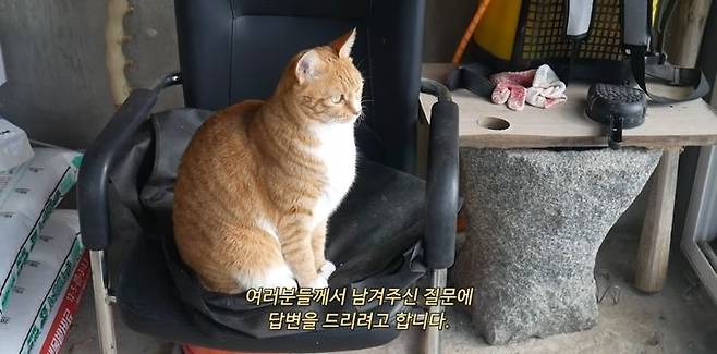 [서울=뉴시스] 유튜브 채널 '디씨즈마테'는 지난 7일 '마고는 잘 지내고 있습니다'라는 제목의 영상을 올렸다. (사진= 디씨즈마테 채널 캡처) 2024.3.10. photo@newsis.com *재판매 및 DB 금지