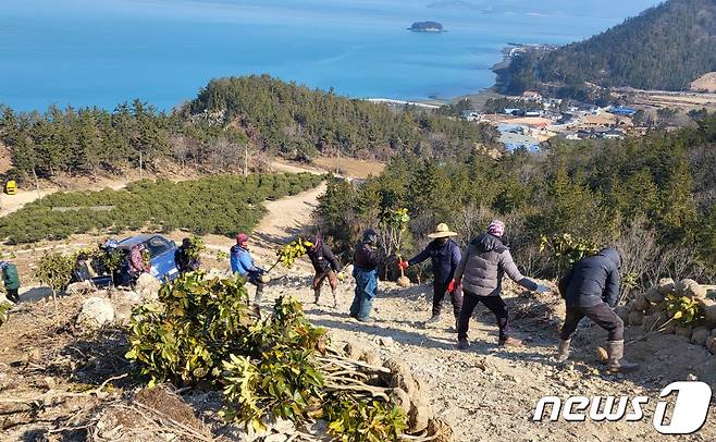 완도군 '탄소중립 실현'조림 사업 추진 (완도군 제공)/뉴스1