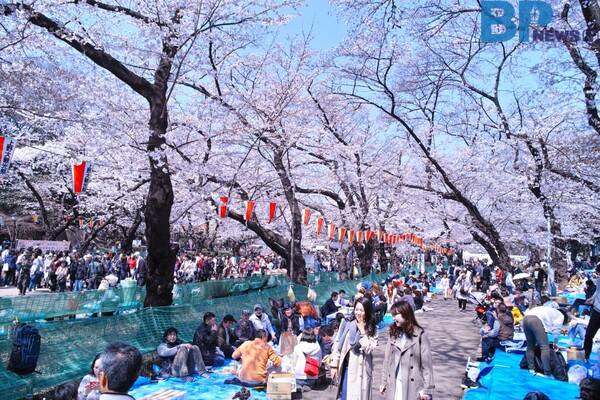 출처: 게티이미지뱅크 (일본 도쿄 벚꽃 명소)