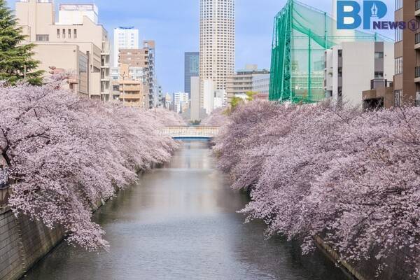 출처: 게티이미지뱅크 (일본 도쿄 벚꽃 명소)