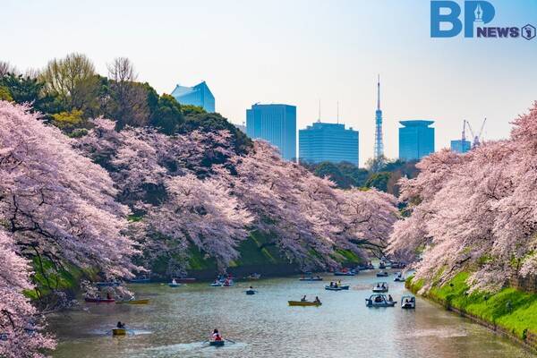 출처: 게티이미지뱅크 (일본 도쿄 벚꽃 명소)