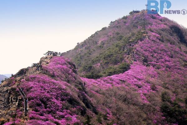 출처: 게티이미지뱅크 (영취산 진달래)