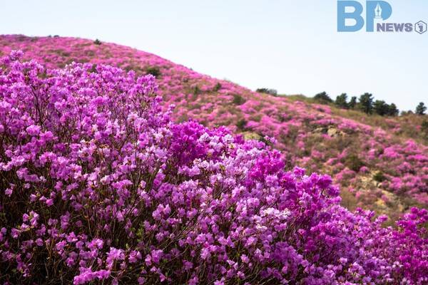출처: 게티이미지뱅크 (영취산 진달래)
