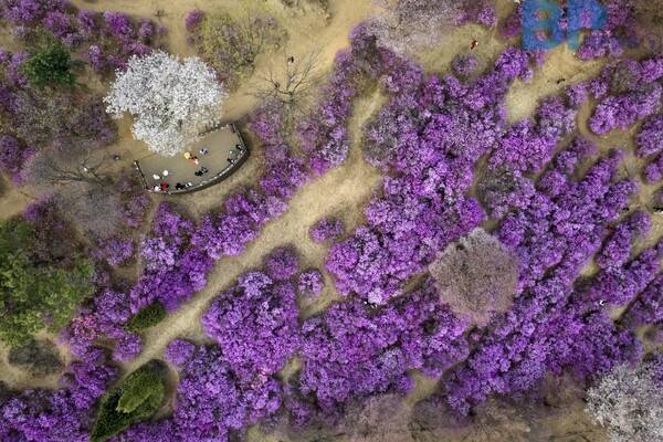 출처: 게티이미지뱅크 (원미산 진달래)