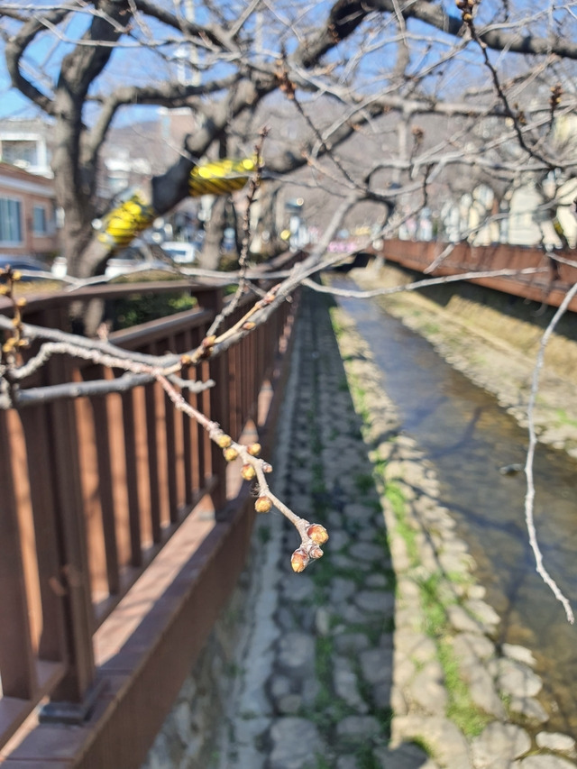 11일 경남 창원시 진해구 여좌천 벚꽃나무 개화 상태. 창원시 제공