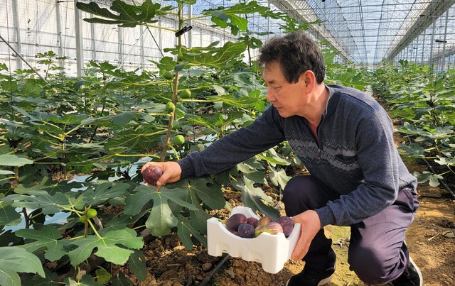 이진성씨가 전남 영암군 삼호읍 농장에서 겨울 무화과를 수확하고 있다. 시설하우스 환경제어기술 등으로 수확한 겨울 무화과는 맛이 좋고 경도가 단단해 백화점에도 납품된다.