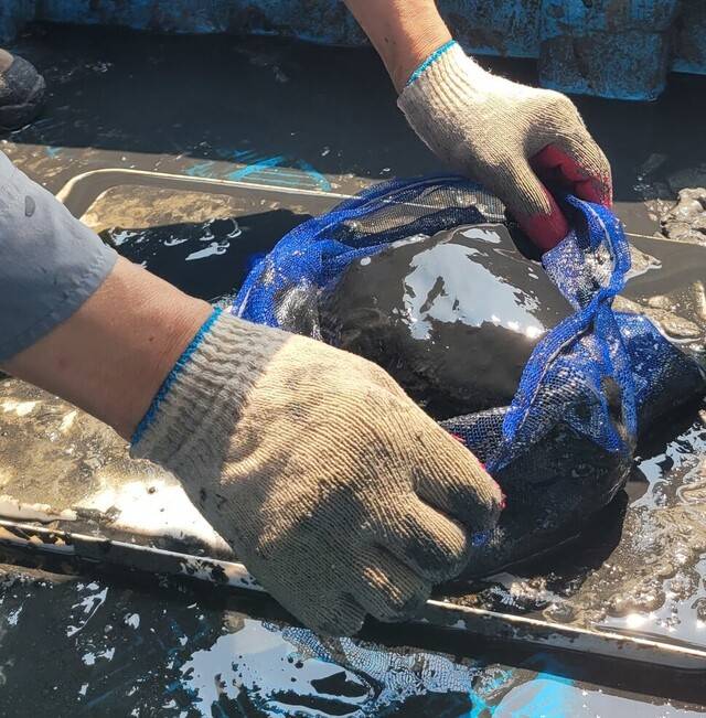 켈러만 박사가 안타까워한 새만금의 현재 모습은 어떨까. 2023년 8월14일 새만금호 바닥 흙의 모습. 김양진 기자