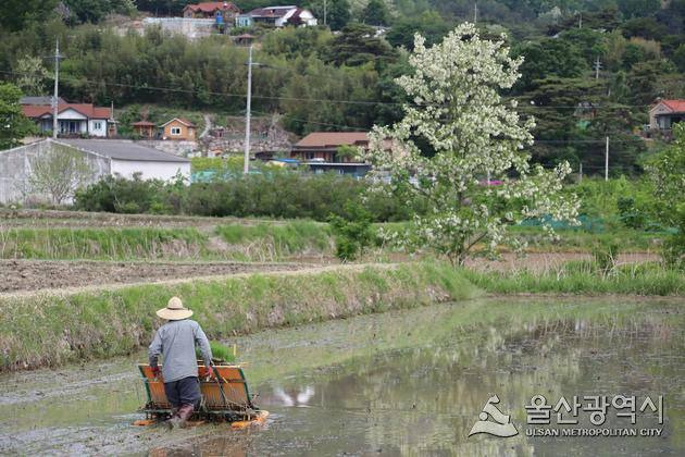 모내기 중인 농민 자료사진.울산시 