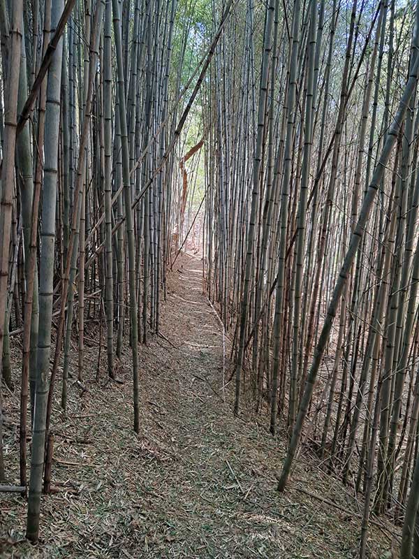 지리산둘레길 하동 구간의 대나무숲.