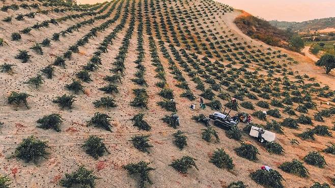 Peachy Canyon Winery.