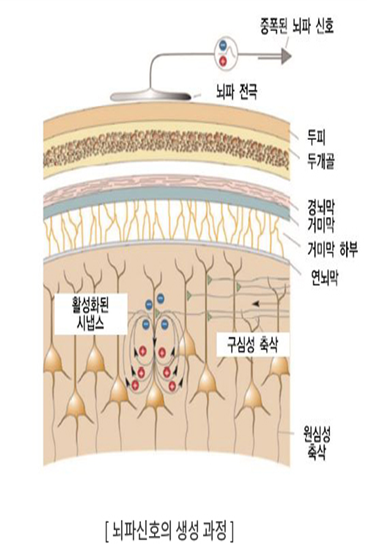 뇌파의 발생기전