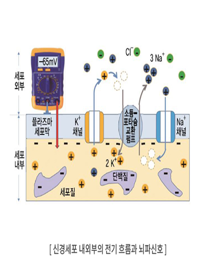 뇌파의 발생기전