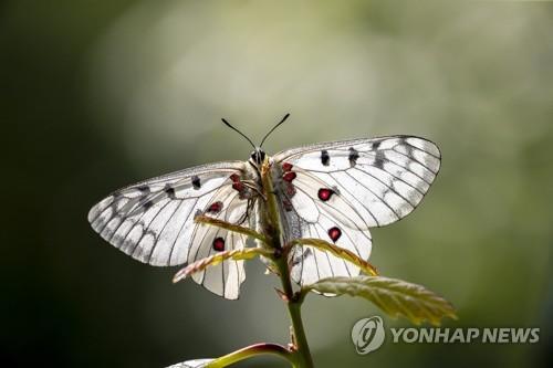 붉은점 모시나비 [연합뉴스 자료사진]