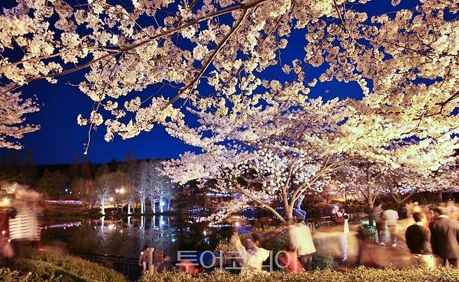 포항의 벚꽃 명소 '영일대 연못' 벚꽃 야경 /사진-포항시