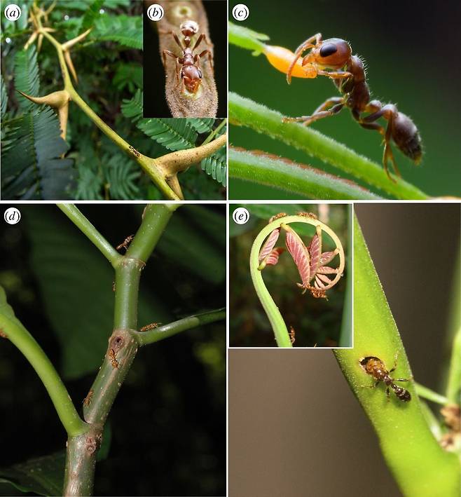 아카시아와 개미의 공생관계. 슈도미르멕스 개미는 아카시아의 빈 가시와 잎에 집을 만들고(a, d, e), 수액(b)과 함께 잎에 달린 벨트체(c)도 먹이로 이용한다. 노란색 벨트체는 단백질이 풍부한 먹이이다./독일 뮌헨대