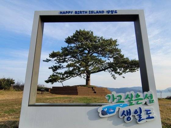 생일도 서성항 언덕에 자리한 생일송. 섬에서 가장 오래된 나무다.